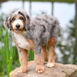 Fenty (level two socialization program grad) - Blue merle female Bernedoodle puppy in Dundee, Ohio from Down Home Doodle