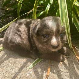 Latte - Blue merle female Miniature Australian Shepherd puppy in White Plains, Kentucky from Garrett’s Ridge Farm