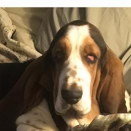 Basset Hounds from Happy Ridge Hounds