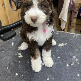 Assorted Doodle Crosses, Bernedoodle, Cockapoo, Double Doodle, Goldendoodle, and Golden Retriever Puppies from Hawk Mountain Doodles