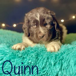 Boy 1 - Newfoundland puppy in Tully, New York from Bear Paw Newfoundlands