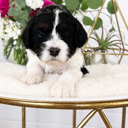 Lilly - Tri-color female Cavapoo puppy in Virginia Beach, Virginia from Son Kissed Puppy Co