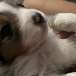 Miniature American Shepherds from TimberRidge