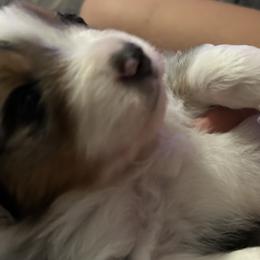 Miniature American Shepherds from TimberRidge
