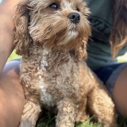 Layla - Cavapoo