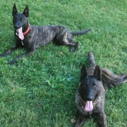 Dutch Shepherd All Grown Up from Sage Mountain Farm and Kennels