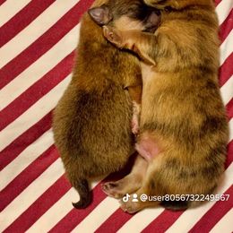 Pomeranian Puppies from Legacy Poms