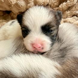 Rey - Black parti female Pomeranian puppy in New Plymouth, Idaho from Pawdawan Poms