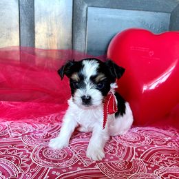 Biewer Terrier Puppies from Pure Delight’s