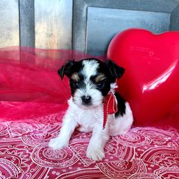 Biewer Terrier Puppies from Pure Delight’s