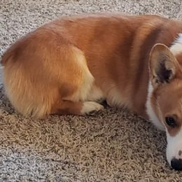 Pembroke Welsh Corgis from Newby Farms