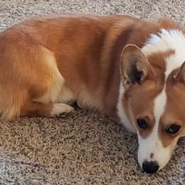 Pembroke Welsh Corgis from Newby Farms