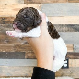 Poodle Puppies from LeBaron Standard Poodles