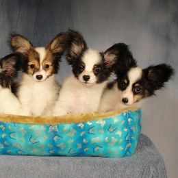 Papillon Puppies from Denzel Papillons