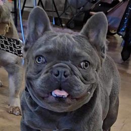 Prince - French Bulldog