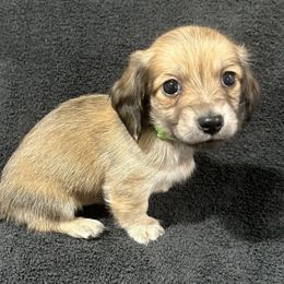 Doc Barker - Cream male Dachshund puppy in Little Rock, Arkansas from Divine Doxies