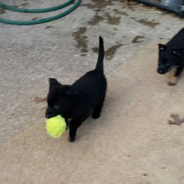 German Shepherd Puppies from von Haus Ulv