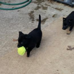 German Shepherd Puppies from von Haus Ulv