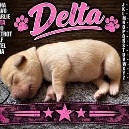 Girl 2 - Yellow female Labrador Retriever puppy in Hartly, Delaware from Triple Threat Labradors