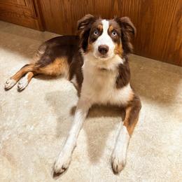 Belle - Australian Shepherd