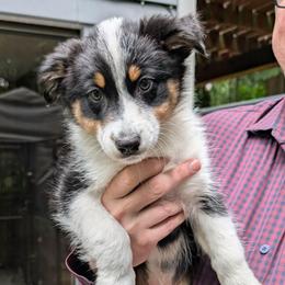 Zelda - Black tri-color female Australian Shepherd puppy in Woodinville, Washington from Cornerstone Australian Shepherds