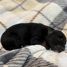Glenn - Black tri-color male Australian Shepherd puppy in Nicholasville, Kentucky from Sugar Creek Aussies