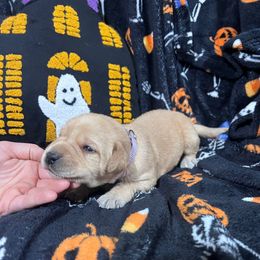 Light Purple Girl 1 - Yellow female Labrador Retriever puppy in Harpers Ferry, Iowa from Jones Family Labs