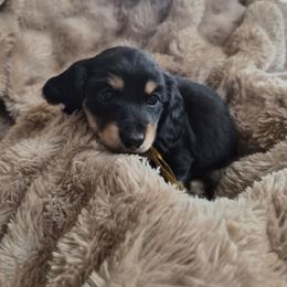 Rob - Black and cream male Dachshund puppy in Salem, Oregon from Wonder Weenies