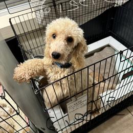 Giselle - Poodle