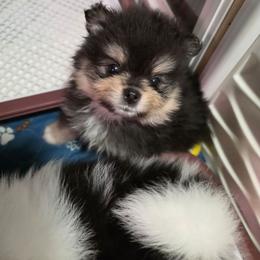 Riviera pup 2 - Black and tan male Pomeranian puppy in Carrollton, Georgia from B AND R'S POMERANIAN'S