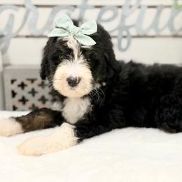 Bubbles - Tri-color female Bernedoodle puppy in Hegins, Pennsylvania from Bubbling Springs Doodles, LLC