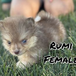 Rumi - Chocolate female Pomsky puppy in Clarkston, Utah from Red Rock Ranch Breeders