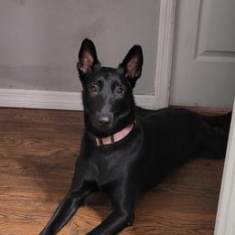 Raven - Belgian Malinois