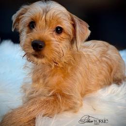 Golden boy - Chocolate and tan male Yorkshire Terrier puppy in Machesney Park, Illinois from Three Yorkie Family