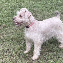 Great Danes and Miniature Schnauzers from River Valley Great Danes & Miniature Schnauzers