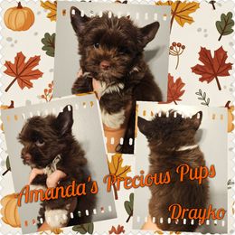 Boy 2 - male Yorkshire Terrier puppy in Wartburg, Tennessee from Amanda's Precious Pups