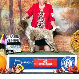 Lagotto Romagnolo puppies from Almar Lagotto