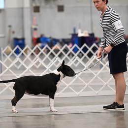 Bull Terriers from Empire Bull Terriers