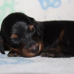 Girl 3 - Black and tan female Dachshund puppy in Craig, Colorado from Rocky Mountain Shih Tzus and Dry Creek Miniature Dachshunds