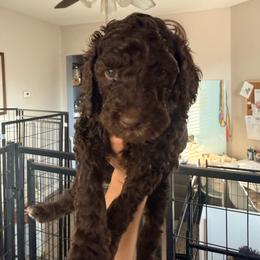 Kiara - Yellow Band Girl - Brown female Poodle puppy in Plainfield, New Jersey from Caris Paws Poodles and Labradoodles