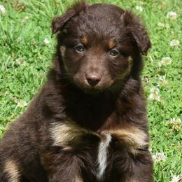 SIENNA - Red tri-color female Australian Shepherd puppy in Nowata, Oklahoma from 4Feathers