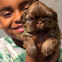Prince Perfect - Chocolate and tan male Shih Tzu puppy in Xenia, Ohio from Crown & Tress Shih Tzu