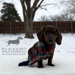 Nicole - Brindle female Dachshund puppy in Royse City, Texas from Truehearted Miniature Dachshunds