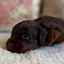 Junie B Jones - Chocolate female Cavapoo puppy in Beckley, West Virginia from By Design Doodles