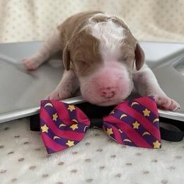 Pluto - Parti male Goldendoodle puppy in Camden, North Carolina from Oopsie Doodles of NC