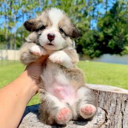 Brownie - Red and white male American Corgi puppy in Florida from Sunrise Corgis