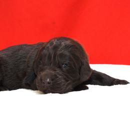 Charcoal Collar Female - Brown female Newfoundland puppy in Dalton, Ohio from Newfforu