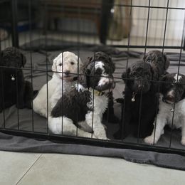 Poodle Puppies from Patitas