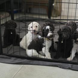 Poodle Puppies from Patitas