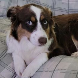 Australian Shepherds from Little Pawzies Australian Shepherds